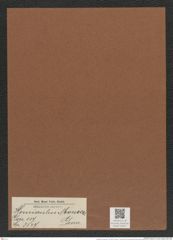 Hemiaulus monicae Grun. (de-Toni-Nr.: Genus 117, Species 3347) Zeichnungen Sammlung Grunow Mappe 03557 (Herbarium_W_Grunow_drawings_Folder_03557)